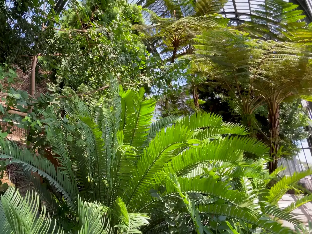 Vegetación del invernadero tropical del Jardín de las Plantas