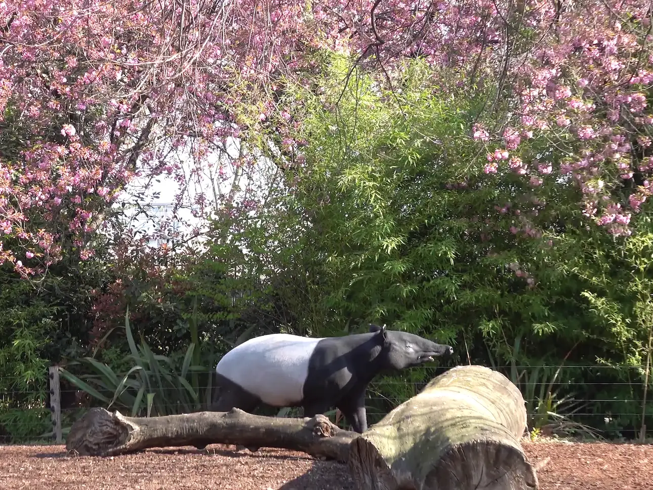 Tapir malayo bajo cerezos en flor