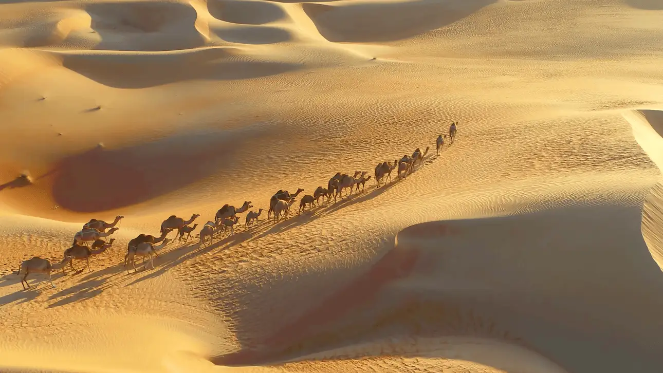 Caravana de camellos en el desierto de Dubái