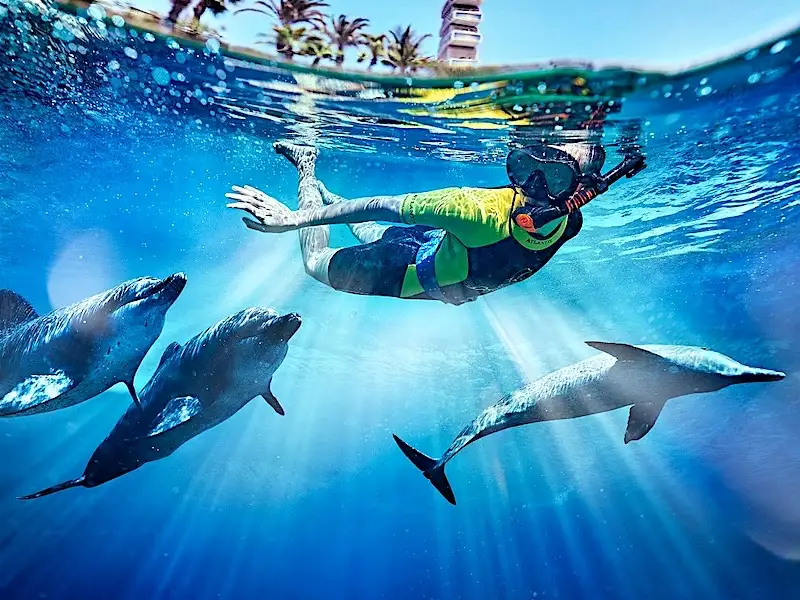 Persona nadando con tres delfines en el parque Atlantis