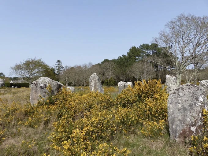 Menhirs amidst gorse at the entrance of Carnac