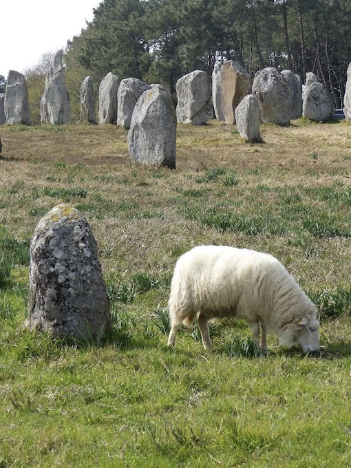 Sheep amidst the Kermario Alignments